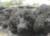 Low Price MS Turning Scrap