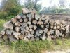 Costa Rica Teak Logs