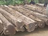 Highly Dried Brazilian Teak Logs