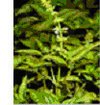 Highly Demanded Basil Oil