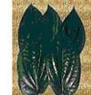 Pure Betel Leaf Oil