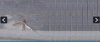 Galvanized Iron Wire Mesh for Mosquito Net
