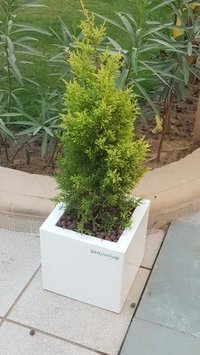 Any Color Square Plastic Planters For Offices
