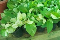 Best Price Indoor Plants