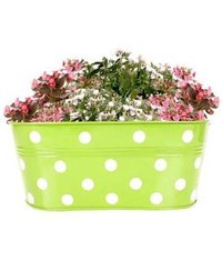 Multicolor Metal Dotted Oval Railing Planter