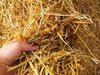 Fine Quality Dry Wheat Straw