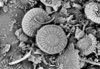 Diatomaceous Earth (Diatomite, or DE)