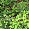 Fresh Gymnema Sylvestre Extracts
