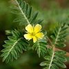 Top Quality Tribulus Terrestris Extracts