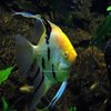 Aquarium Angel Fish
