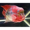 Aquarium Flowerhorn Fish