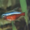 Aquarium Neon Tetra Fish