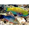 Aquarium Parrot Fish
