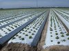 Polypropylene Mulching Film