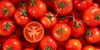 Best Quality Fresh Tomato