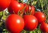 High Quality Fresh Tomato