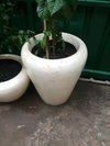 Frp Pot For Flower