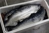 Frozen Atlantic Salmon Fish H,O, Gutted