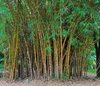 Bamboo Leaf Tea