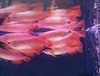 Asian Arowana Aquarium Fish