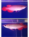 Asian Red Arowana Fish