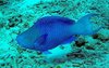 Blue Parrot Aquarium Fish