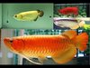 Clarion Angelfish Arowana Fish