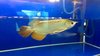 Crossback Golden Arowana