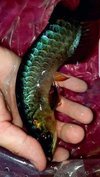 Green Arowana Aquarium Fish