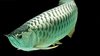 Nami Green Arowana Fish