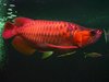 Red Dragon Arowana Fish