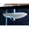 Silver Arowana Aquarium Fish