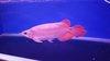 Super Red Arowana Fish