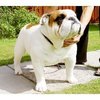 Dogs Stud Service