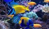 Highly Attractive Aquarium Fish