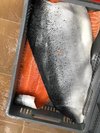 Pink Salmon Fish Fillet