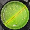 Green Ground Disposable Plate