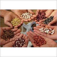Organic Seeds