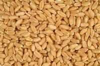 Whole Durum Wheat
