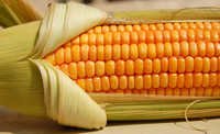 Fresh Yellow Corn