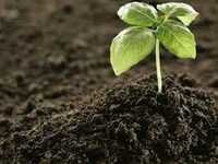 Natural Fertilizer