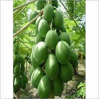 Papaya Tissue Culture Plant