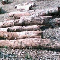 Teak Lumber