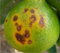Bactericide
