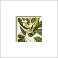 Adhatoda Vasica Leaf Extract
