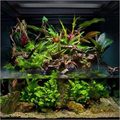 Paludariums