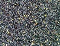 Rapeseeds