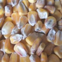 Maize