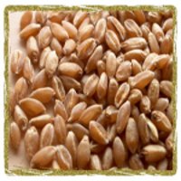 Wheat