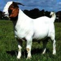 Animal Feed